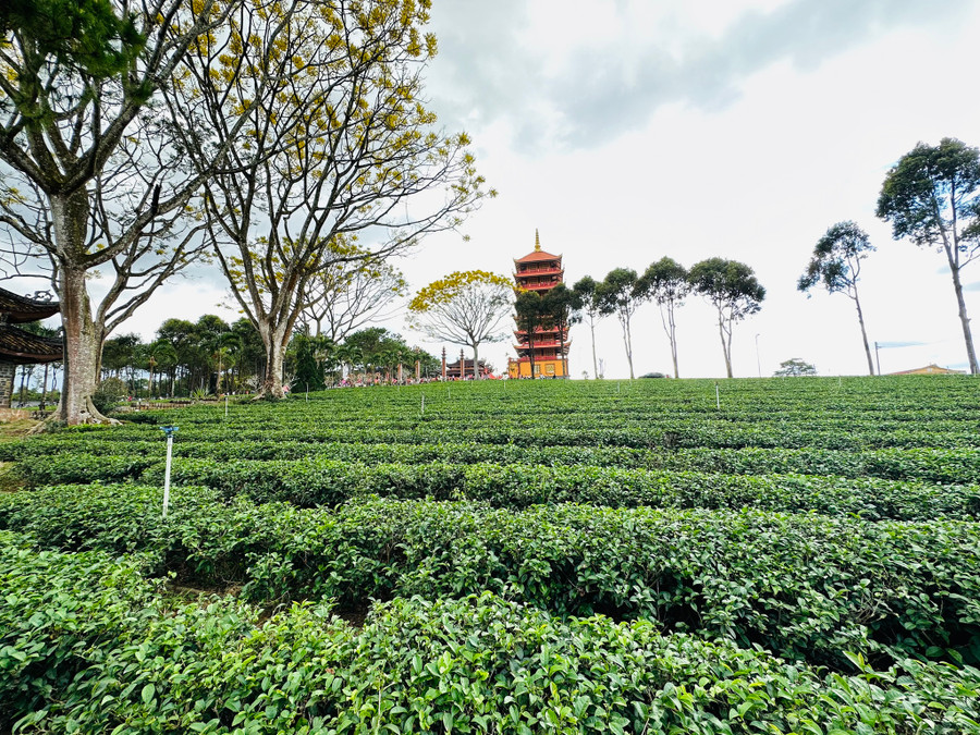 Đồi chè xanh non, thẳng tắp giúp du khách có một trải nghiệm thú vị khi đi lễ Phật. Ảnh: Đình Sơn Đồi chè xanh non, thẳng tắp giúp du khách có một trải nghiệm thú vị khi đi lễ Phật. Ảnh: Đình Sơn