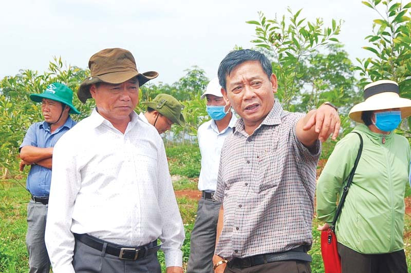Ông Trương Minh Tiến (thứ 2 từ phải sang, Tổng Giám đốc Công ty TNHH một thành viên Cao su Mang Yang) chỉ đạo công nhân chăm sóc vườn cây tái canh. Ảnh: Đinh Yến