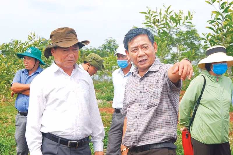 Ông Trương Minh Tiến (thứ 2 từ phải sang, Tổng Giám đốc Công ty TNHH một thành viên Cao su Mang Yang) chỉ đạo công nhân chăm sóc vườn cây tái canh. Ảnh: Đinh Yến
