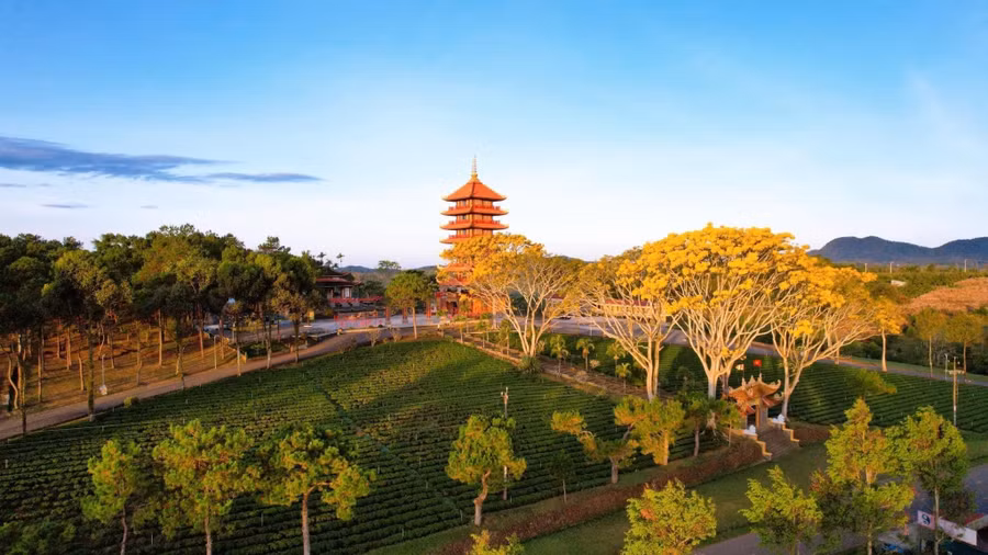 Xung quanh Tu viện Bát Nhã còn có đồi chè xanh mướt, rừng thông bạt ngàn và màu vàng của lá tạo nên sự tương phản độc đáo cho cảnh quannh. Ảnh: Đình Sơn