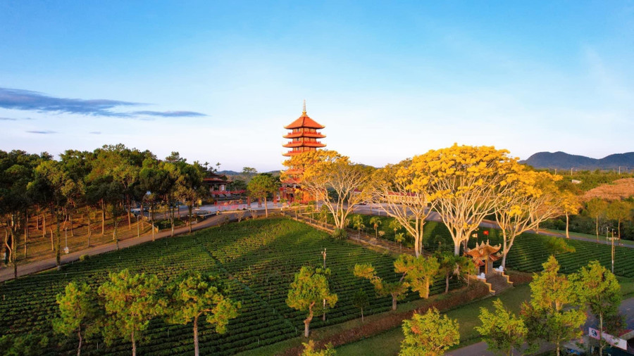 Xung quanh Tu viện Bát Nhã còn có đồi chè xanh mướt, rừng thông bạt ngàn và màu vàng của lá tạo nên sự tương phản độc đáo cho cảnh quannh. Ảnh: Đình Sơn Xung quanh Tu viện Bát Nhã còn có đồi chè xanh mướt, rừng thông bạt ngàn và màu vàng của lá tạo nên sự tương phản độc đáo cho cảnh quannh. Ảnh: Đình Sơn