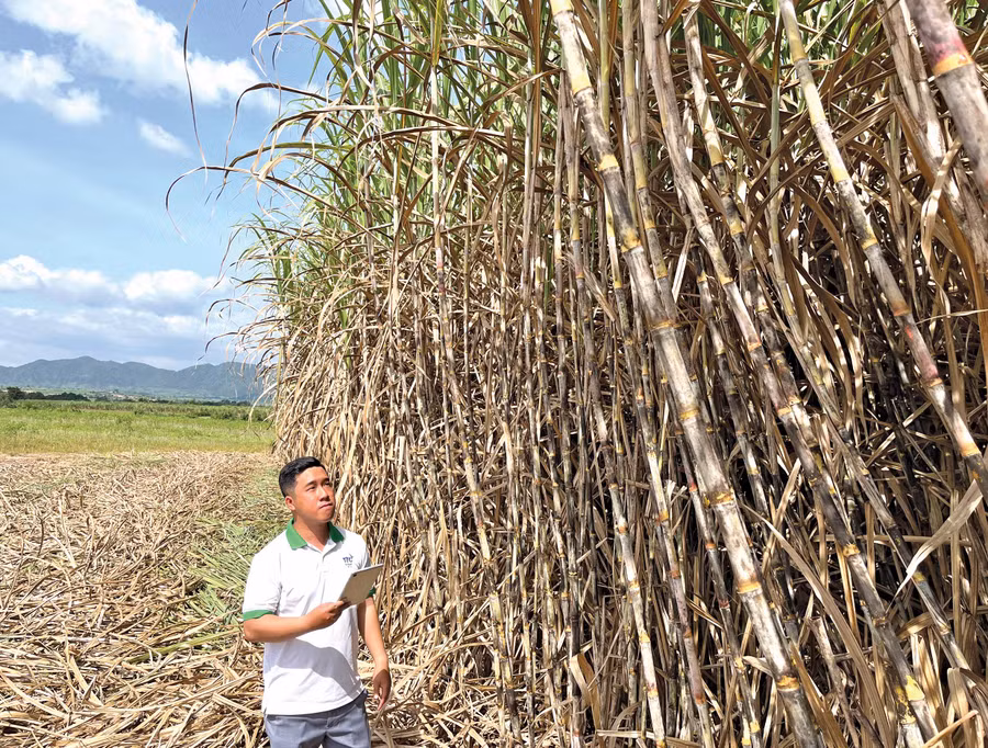 Cán bộ kỹ thuật TTCS Gia Lai kiểm tra ruộng mía bằng công nghệ 4.0. Ảnh: Bảo Trang Cán bộ kỹ thuật TTCS Gia Lai kiểm tra ruộng mía bằng công nghệ 4.0. Ảnh: Bảo Trang