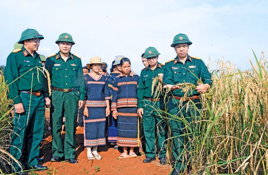 Lãnh đạo Binh đoàn 15 tham quan ruộng lúa trên đất tái canh cao su của đơn vị cho người dân mượn. Ảnh: V.H