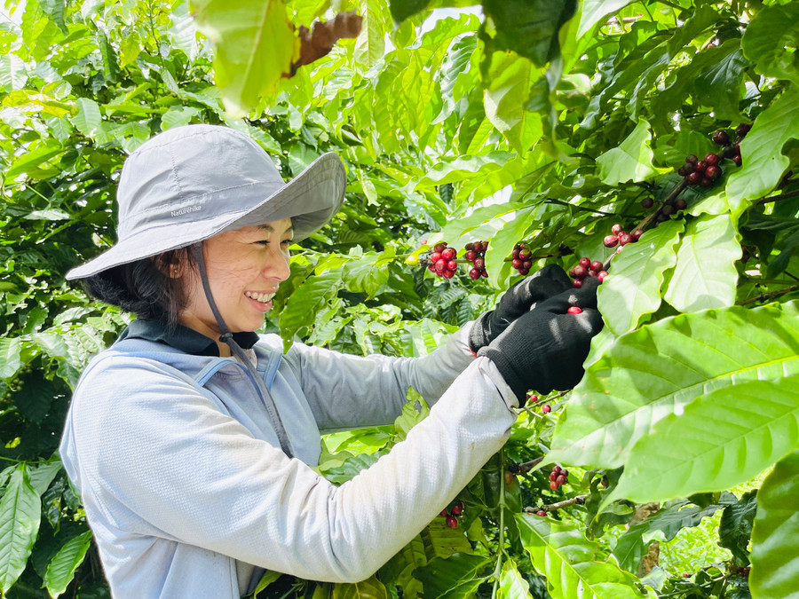 Được bảo hộ chỉ dẫn địa lý, cà phê Gia Lai sẽ nâng tầm giá trị sản phẩm trên thị trường nội địa và xuất khẩu. Ảnh: Mai Ka Được bảo hộ chỉ dẫn địa lý, cà phê Gia Lai sẽ nâng tầm giá trị sản phẩm trên thị trường nội địa và xuất khẩu. Ảnh: Mai Ka