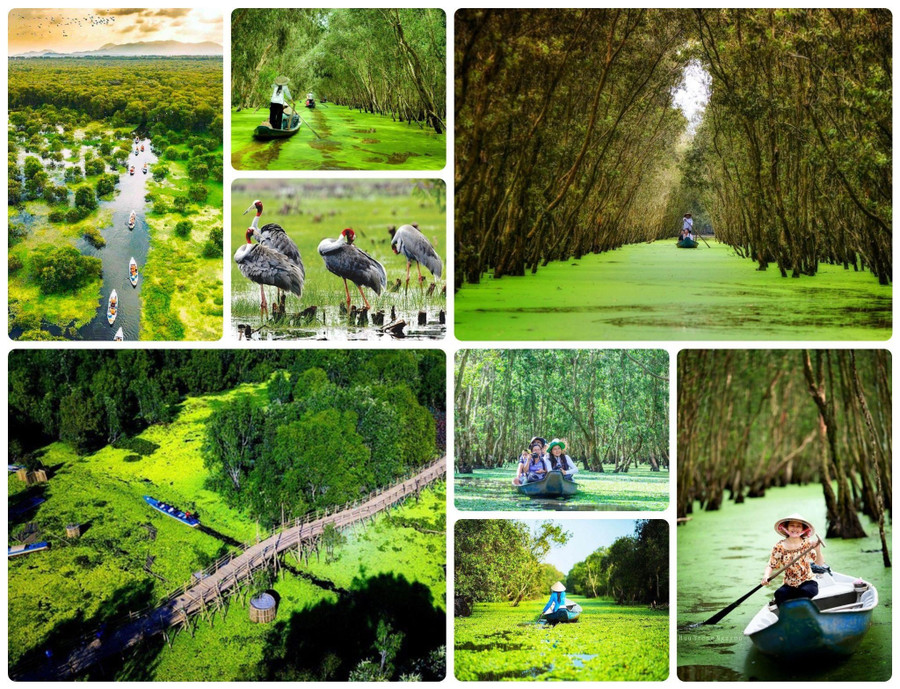 Rừng tràm Trà Sư như một tấm thảm xanh hiền hòa, lặng lẽ bên dòng sông Hậu. Rừng tràm Trà Sư như một tấm thảm xanh hiền hòa, lặng lẽ bên dòng sông Hậu.