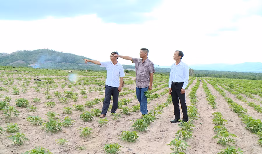 Lãnh đạo Hội Nông dân huyện Krông Pa thăm mô hình sản xuất mì theo cánh đồng lớn của ông Nguyễn Văn Thuấn (ở giữa). Ảnh: G.H