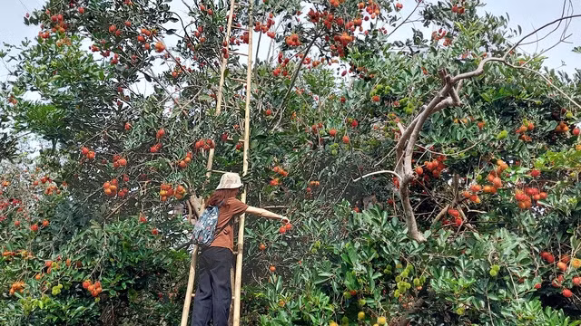 Đi vườn thích nhất là tự tay hái trái cây
