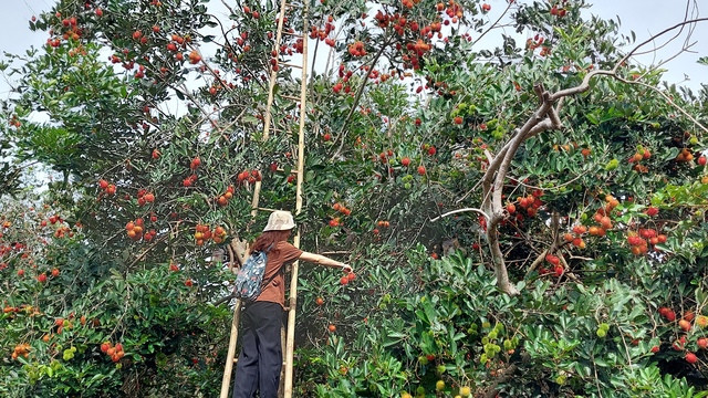 Đi vườn thích nhất là tự tay hái trái cây Đi vườn thích nhất là tự tay hái trái cây