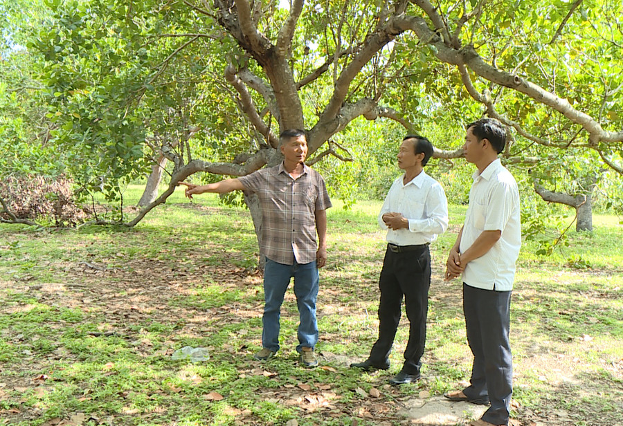 Ngoài trồng cây mì ông Nguyễn Văn Thuấn còn giữ lại hơn 3 ha cây điều để đa dạng cây trồng. Ảnh: L.N Ngoài trồng cây mì ông Nguyễn Văn Thuấn còn giữ lại hơn 3 ha cây điều để đa dạng cây trồng. Ảnh: L.N