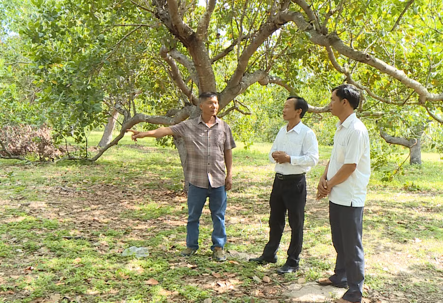 Ngoài trồng cây mì ông Nguyễn Văn Thuấn còn giữ lại hơn 3 ha cây điều để đa dạng cây trồng. Ảnh: L.N