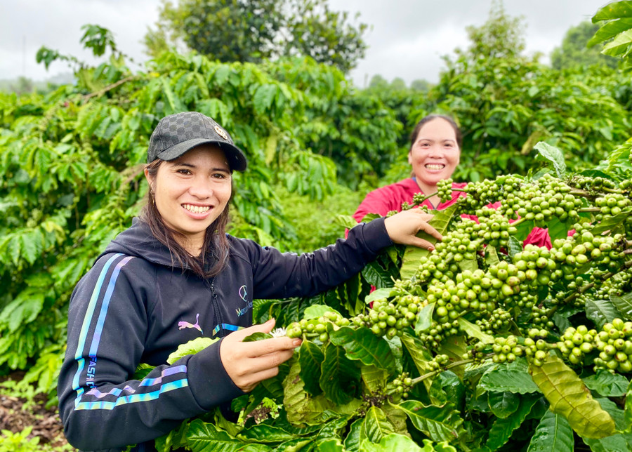 Chị Puih H’Anen (bìa trái) mơ ước xây dựng được thương hiệu cà phê riêng cho mình. Ảnh: H.D Chị Puih H’Anen (bìa trái) mơ ước xây dựng được thương hiệu cà phê riêng cho mình. Ảnh: H.D