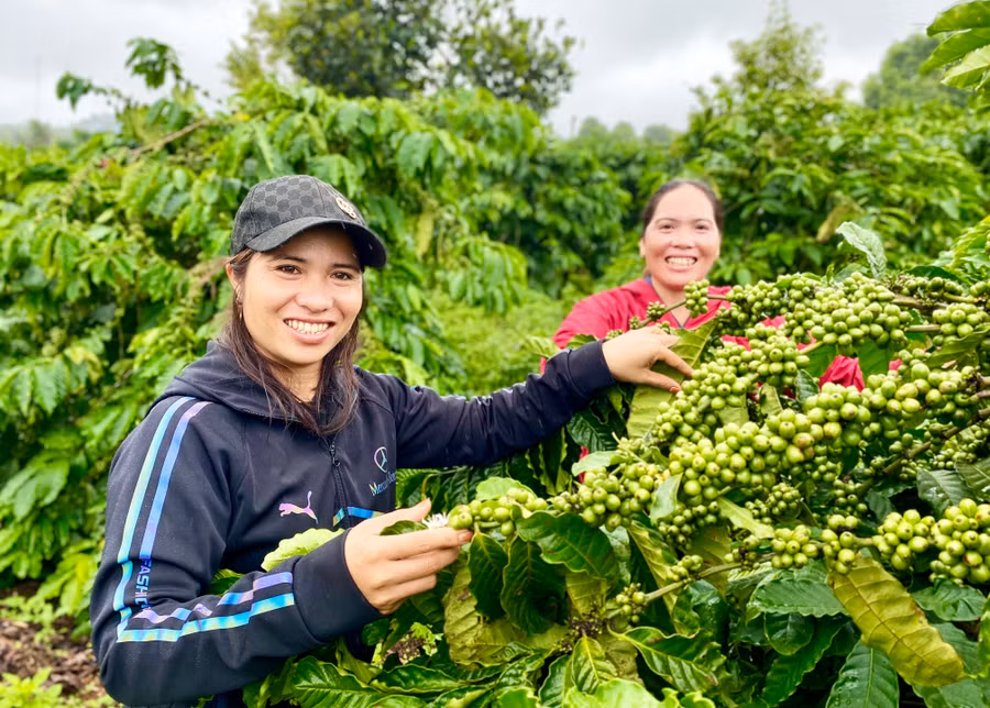 Chị Puih H’Anen (bìa trái) mơ ước xây dựng được thương hiệu cà phê riêng cho mình. Ảnh: H.D Chị Puih H’Anen (bìa trái) mơ ước xây dựng được thương hiệu cà phê riêng cho mình. Ảnh: H.D
