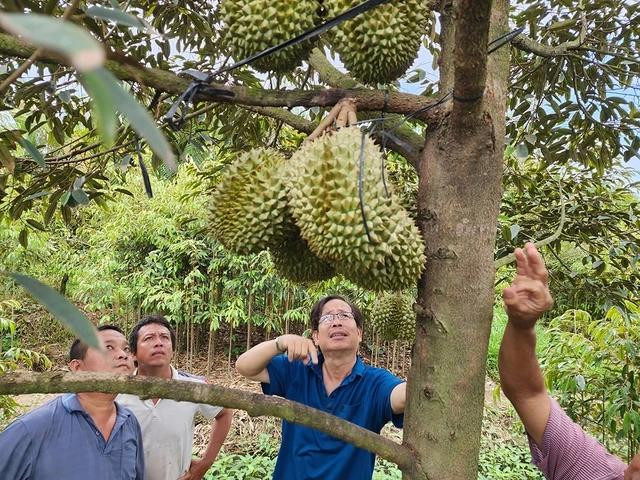 Ông Nguyễn Thanh Phong (bìa trái), người vừa công bố giống sầu riêng Tiểu Long tại Chợ Lách, khẳng định hầu hết các hoạt động của ông đều nhờ sự hướng dẫn tận tình của TS Liêm (thứ 3 từ trái qua) Ông Nguyễn Thanh Phong (bìa trái), người vừa công bố giống sầu riêng Tiểu Long tại Chợ Lách, khẳng định hầu hết các hoạt động của ông đều nhờ sự hướng dẫn tận tình của TS Liêm (thứ 3 từ trái qua)