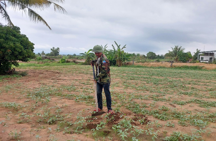 Ông Nguyễn Văn Quyền (thôn Hải Yên, xã Chư A Thai, huyện Phú Thiện) bên rẫy đậu đen mọc thưa thớt vì nắng hạn. Ảnh: N.D