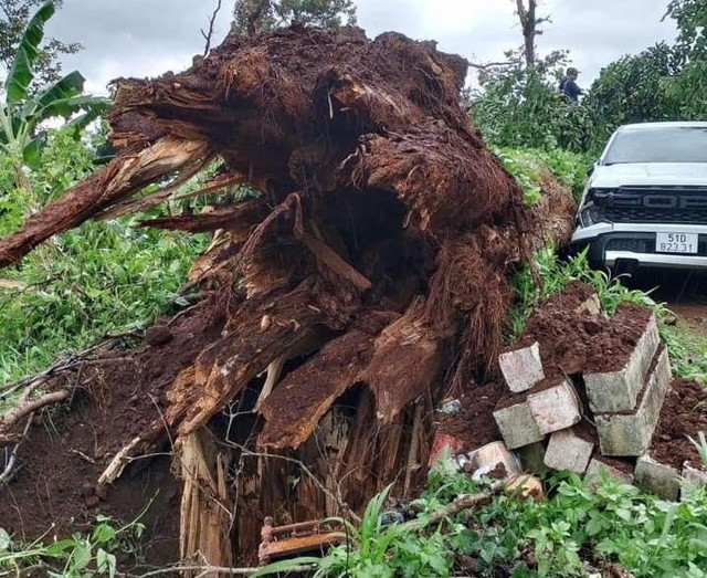 Phần gốc rễ của cây xanh bị mục rỗng Phần gốc rễ của cây xanh bị mục rỗng