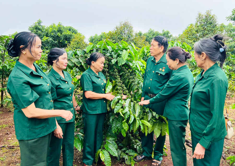 Hội viên Hội Cựu thanh niên xung phong huyện Chư Sê tham quan mô hình kinh tế của bà Đỗ Thị Đoàn (thứ 3 từ trái sang). Ảnh: M.N Hội viên Hội Cựu thanh niên xung phong huyện Chư Sê tham quan mô hình kinh tế của bà Đỗ Thị Đoàn (thứ 3 từ trái sang). Ảnh: M.N