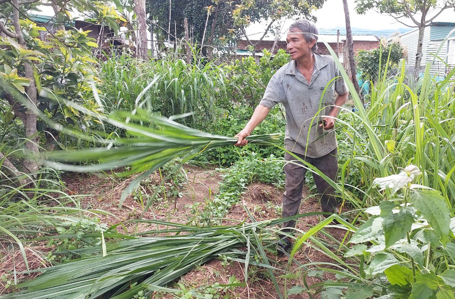 Ông Lê Văn Bàn (thôn Ngô Sơn, xã Chư Đang Ya, huyện Chư Păh) tận dụng diện tích đất bờ rào trồng cỏ voi chăm sóc bò sinh sản. Ảnh: N.D Ông Lê Văn Bàn (thôn Ngô Sơn, xã Chư Đang Ya, huyện Chư Păh) tận dụng diện tích đất bờ rào trồng cỏ voi chăm sóc bò sinh sản. Ảnh: N.D