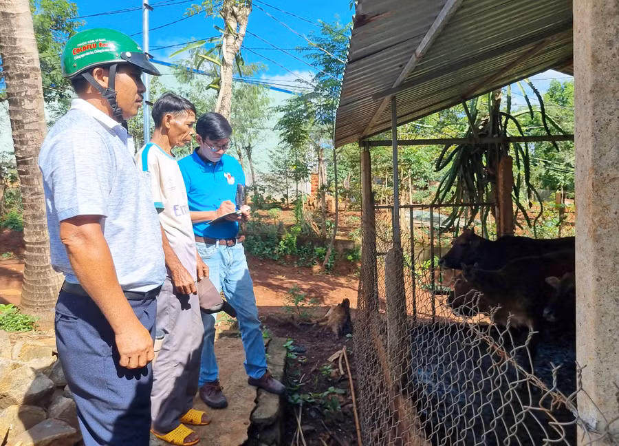 Người dân xã Ia Tô nuôi nhốt bò cho nhiều lợi ích. Ảnh: T.B.Đ