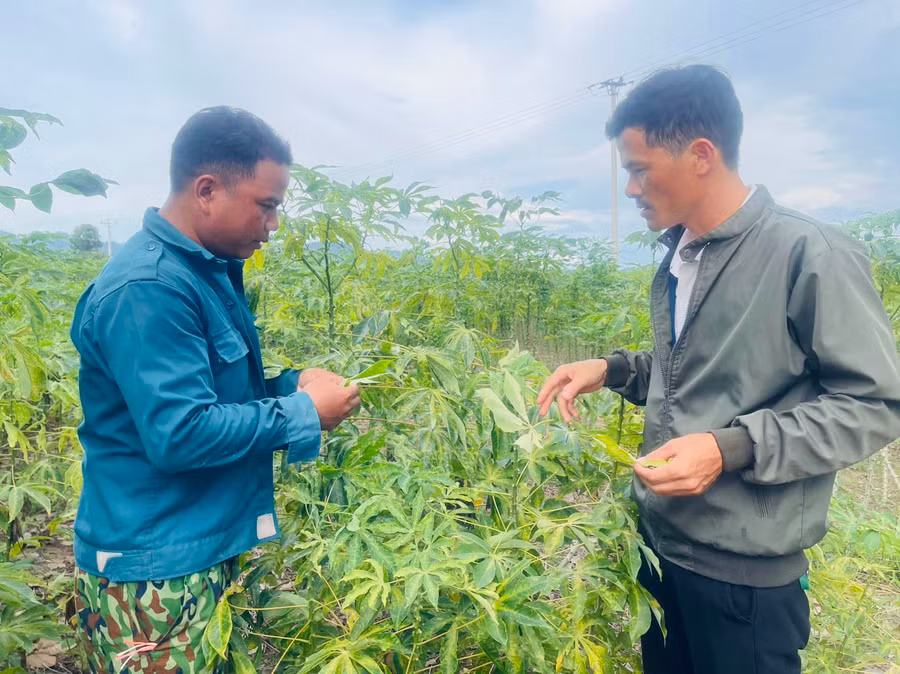 Cán bộ xã Ia Tul kiểm tra và hướng dẫn bà con phòng trừ bệnh nhện đỏ gây hại trên cây mì. Ảnh: Vũ Chi