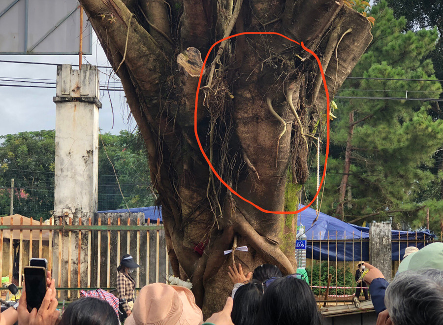 Nhiều mường tượng trên thân cây si có hình thù giống khuôn mặt người. Ảnh: R'Ô HOK Nhiều mường tượng trên thân cây si có hình thù giống khuôn mặt người. Ảnh: R'Ô HOK