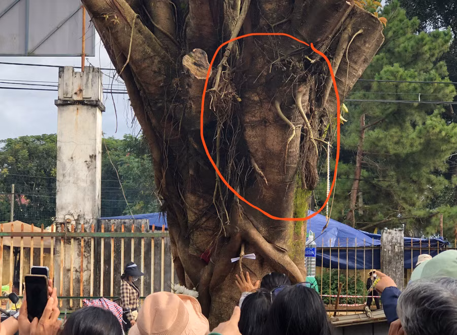 Nhiều mường tượng trên thân cây si có hình thù giống khuôn mặt người. Ảnh: R'Ô HOK