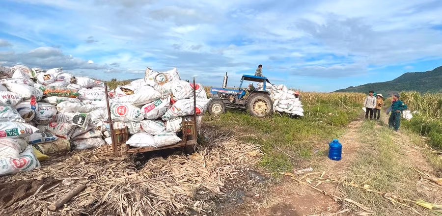 Nông dân xã Ia Piơr thu hoạch bắp chất thành đống, ngán ngẩm vì giá thấp nên chưa thuê máy tuốt hạt. Ảnh: Đinh Yến