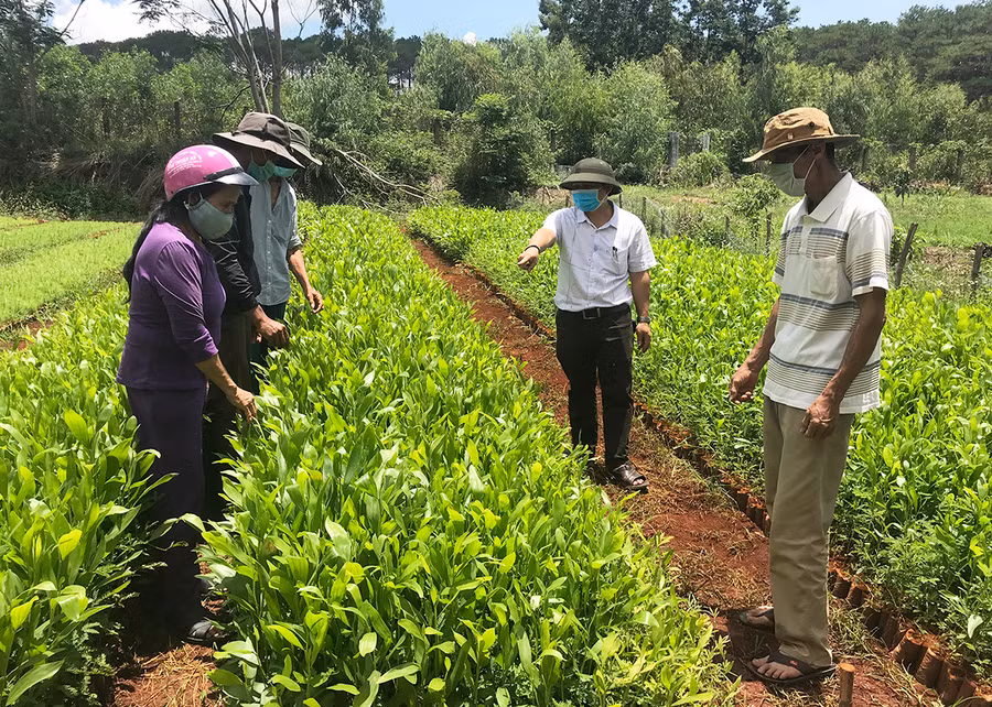Ban Quản lý rừng phòng hộ Mang Yang chuẩn bị cây giống keo lá tràm để trồng rừng. Ảnh: M.N