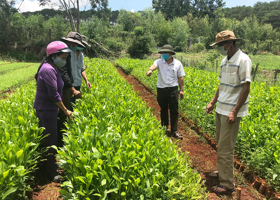 Ban Quản lý rừng phòng hộ Mang Yang chuẩn bị cây giống keo lá tràm để trồng rừng. Ảnh: M.N