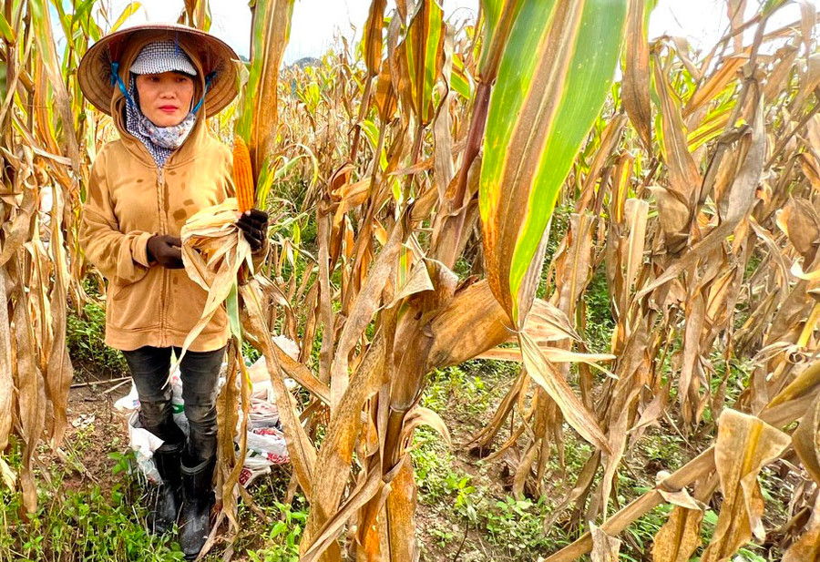 Chị Chu Thị Tuyết (thôn 6, xã Ia Piơr) buồn vì bắp mất mùa, mất giá. Ảnh: H.T Chị Chu Thị Tuyết (thôn 6, xã Ia Piơr) buồn vì bắp mất mùa, mất giá. Ảnh: H.T