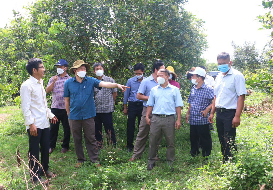 Toàn tỉnh hiện có 81 HTX, 72 tổ hợp tác, trên 11.862 hộ nông dân và trên 42 doanh nghiệp đầu chuỗi liên kết. Ảnh: Quang Tấn Toàn tỉnh hiện có 81 HTX, 72 tổ hợp tác, trên 11.862 hộ nông dân và trên 42 doanh nghiệp đầu chuỗi liên kết. Ảnh: Quang Tấn