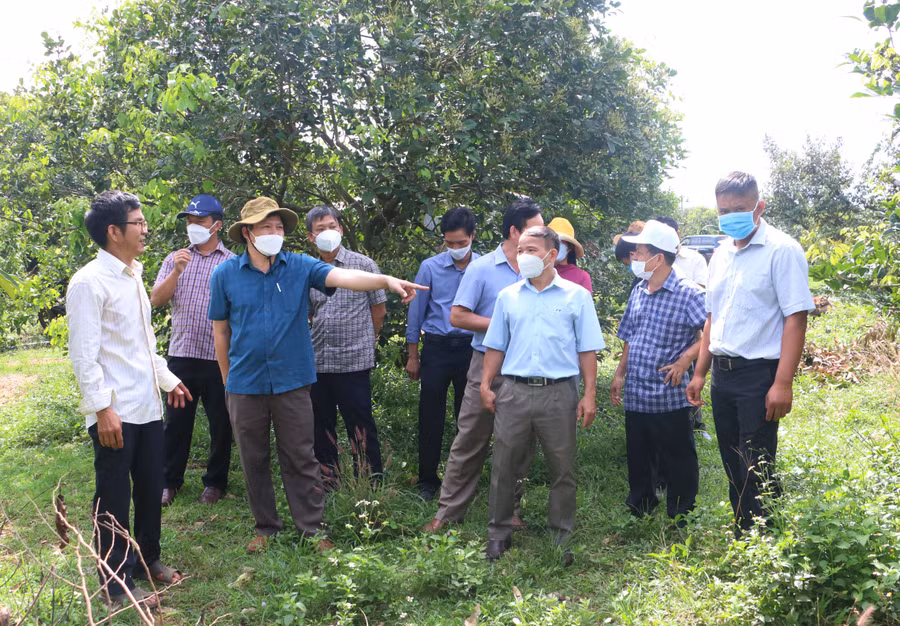 Toàn tỉnh hiện có 81 HTX, 72 tổ hợp tác, trên 11.862 hộ nông dân và trên 42 doanh nghiệp đầu chuỗi liên kết. Ảnh: Quang Tấn