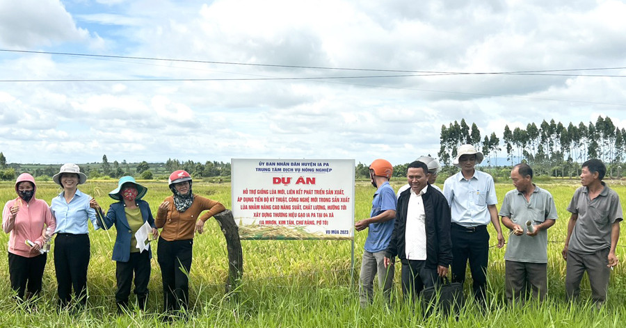 Đại biểu và các hộ dân tham quan thực tế đồng ruộng gieo sạ giống lúa ĐT 100. Ảnh: Như Loan