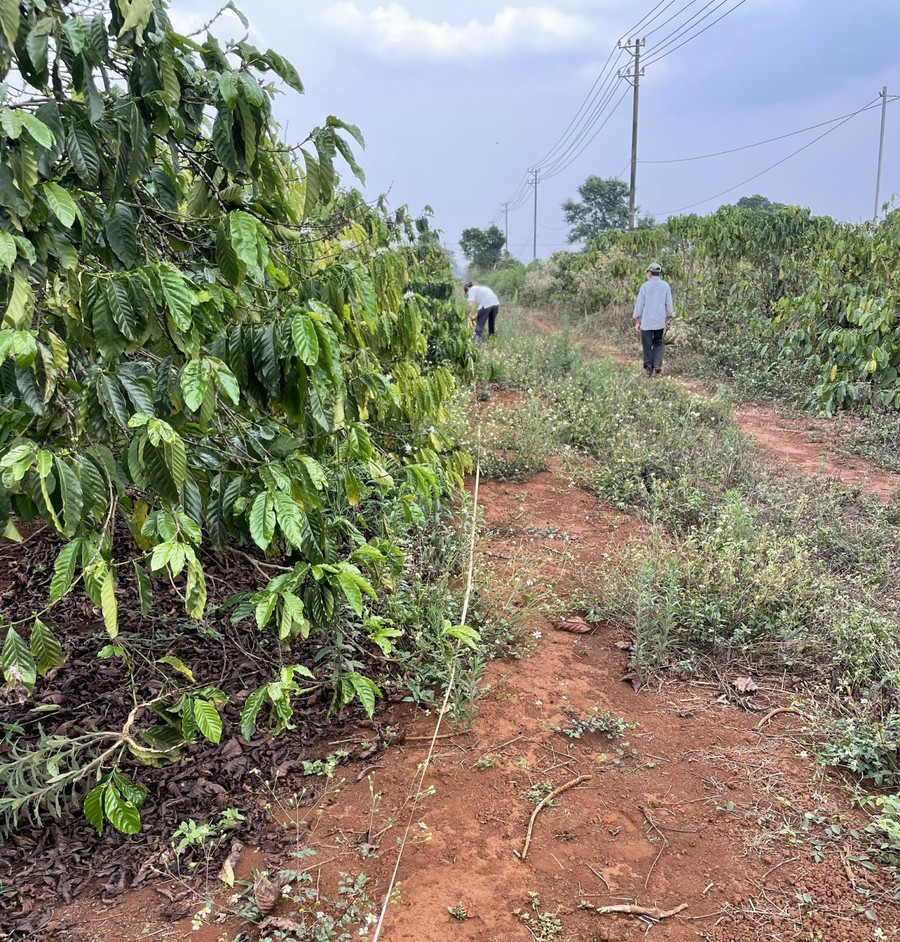 Người dân tại xã Biển Hồ đo đất bán rẫy cho nhà đầu ngoài tỉnh để trồng các loại cây công nghiệp. Ảnh: L.A
