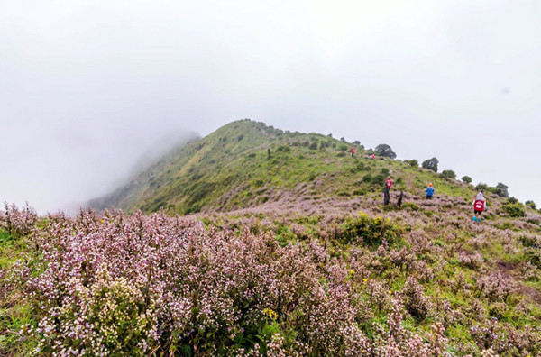 Hoa chi pâu khoe sắc giữa đại ngàn gió núi.