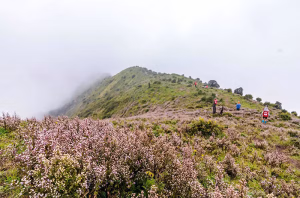 Hoa chi pâu khoe sắc giữa đại ngàn gió núi.