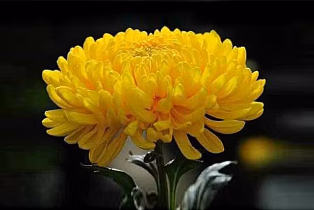 Cúc đại đóa. Nguồn: hatgiongphuongnam