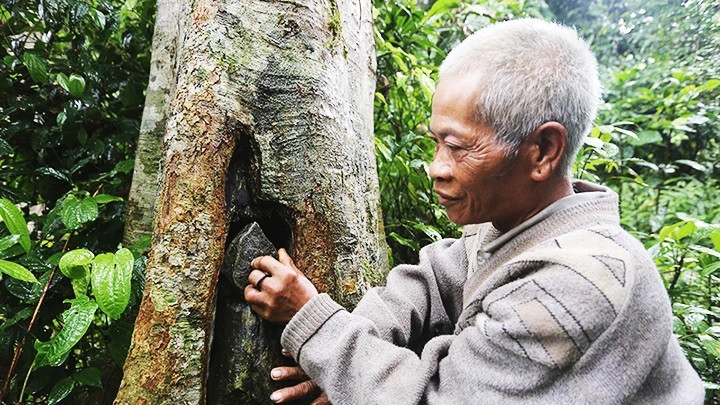 Người dân sửa lại bọng cây để dụ ong về làm tổ. Người dân sửa lại bọng cây để dụ ong về làm tổ.