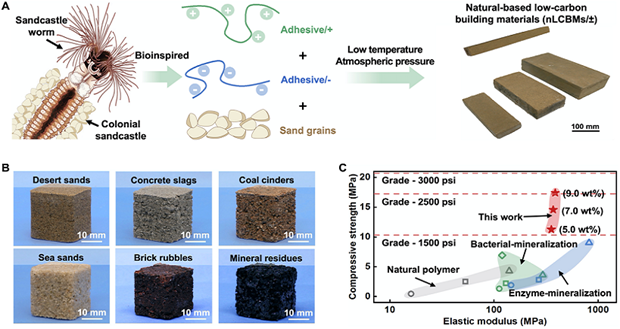 Các nhà khoa học đã phát triển loại vật liệu xây dựng mới sử dụng chất kết dính có nguồn gốc tự nhiên. Nguồn: china daily Các nhà khoa học đã phát triển loại vật liệu xây dựng mới sử dụng chất kết dính có nguồn gốc tự nhiên. Nguồn: china daily