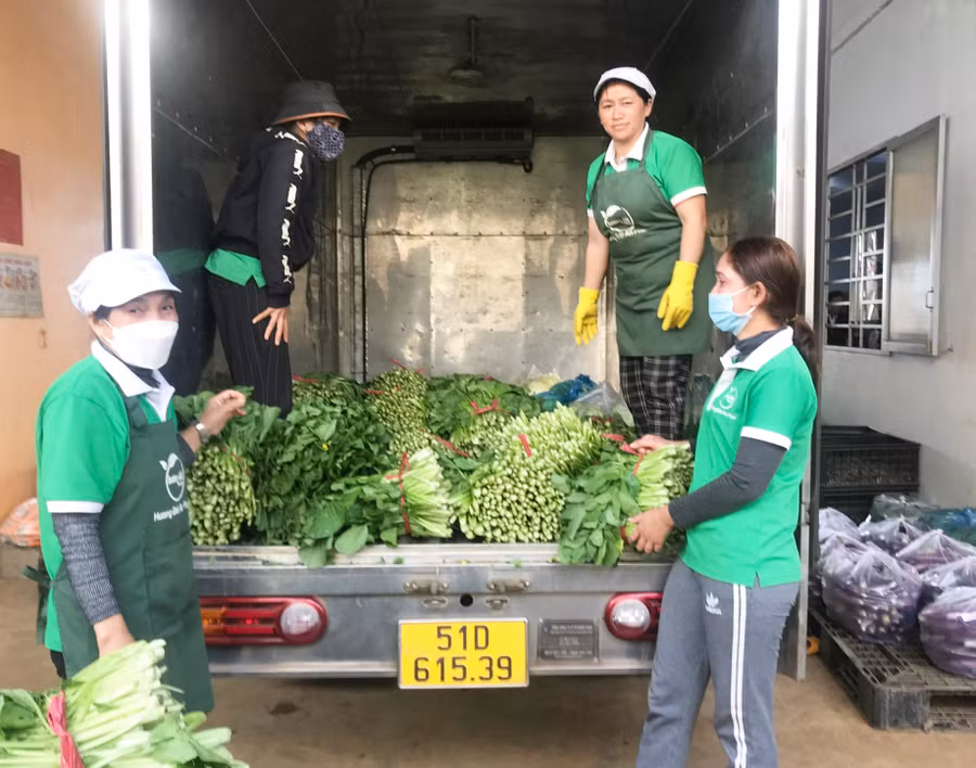 Công nhân Công ty TNHH một thành viên Hương đất An Phú chuẩn bị nguồn rau VietGAP đưa đi tiêu thụ. Ảnh: Q.T