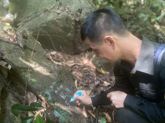 Bút tích đánh dấu vào thân nghiến sau mỗi đợt kiểm tra, bảo vệ. Bút tích đánh dấu vào thân nghiến sau mỗi đợt kiểm tra, bảo vệ.