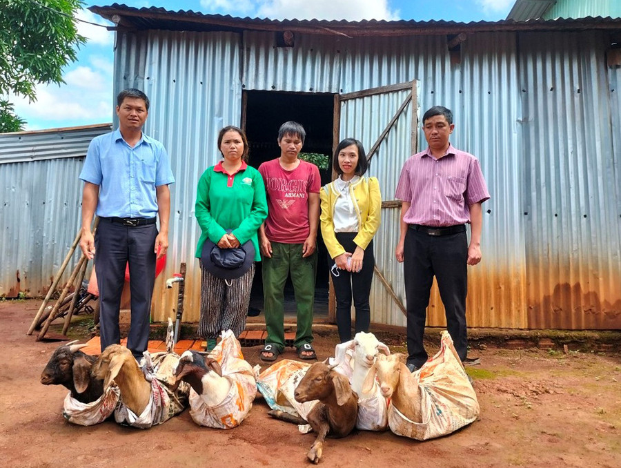 Cán bộ Ủy ban MTTQ Việt Nam huyện Chư Prông và xã Thăng Hưng trao dê giống cho hộ ông Siu Gin. Ảnh: P.D Cán bộ Ủy ban MTTQ Việt Nam huyện Chư Prông và xã Thăng Hưng trao dê giống cho hộ ông Siu Gin. Ảnh: P.D