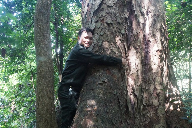 Gốc nghiến cổ thụ 4-5 người ôm. Gốc nghiến cổ thụ 4-5 người ôm.