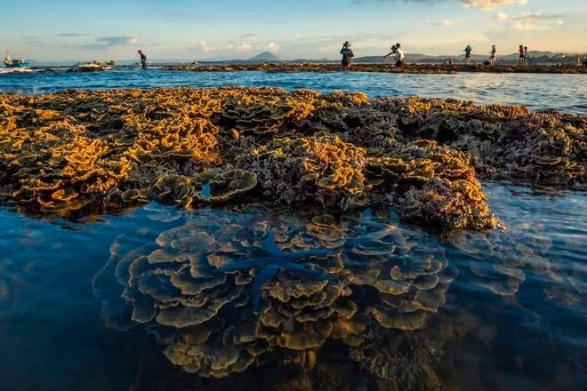 Cảnh sắc tuyệt đẹp này không dễ thấy ở nơi khác. Vì thế, chính quyền địa phương cũng đã thành lập Tổ hợp tác bảo vệ san hô Hòn Yến có nhiệm vụ vừa quản lý, bảo vệ, bảo tồn rạn san hô, vừa tổ chức tour du lịch cộng đồng góp phần tạo sinh kế bền vững cho người dân địa phương