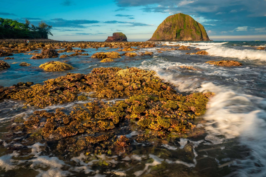 Rạn san hô Hòn Yến trong một ngày nước biển rút, như những bông hoa trên biển