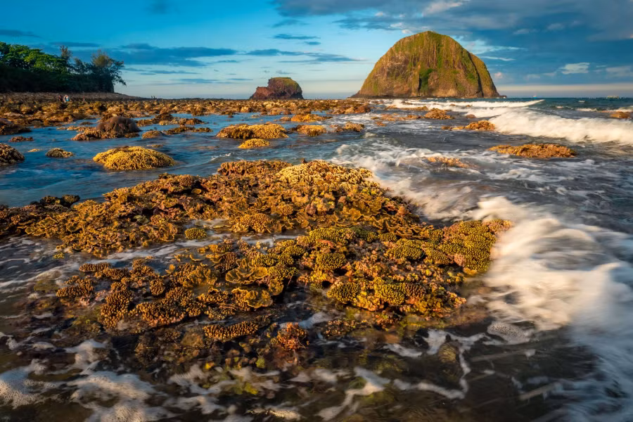 Rạn san hô Hòn Yến trong một ngày nước biển rút, như những bông hoa trên biển