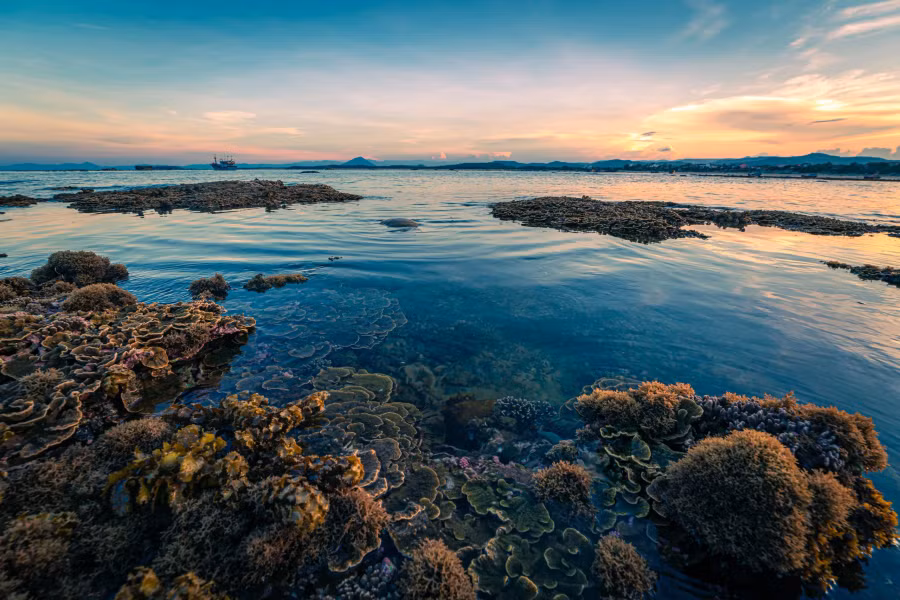 Vẻ đẹp của thảm san hô khiến nhiều người ngạc nhiên