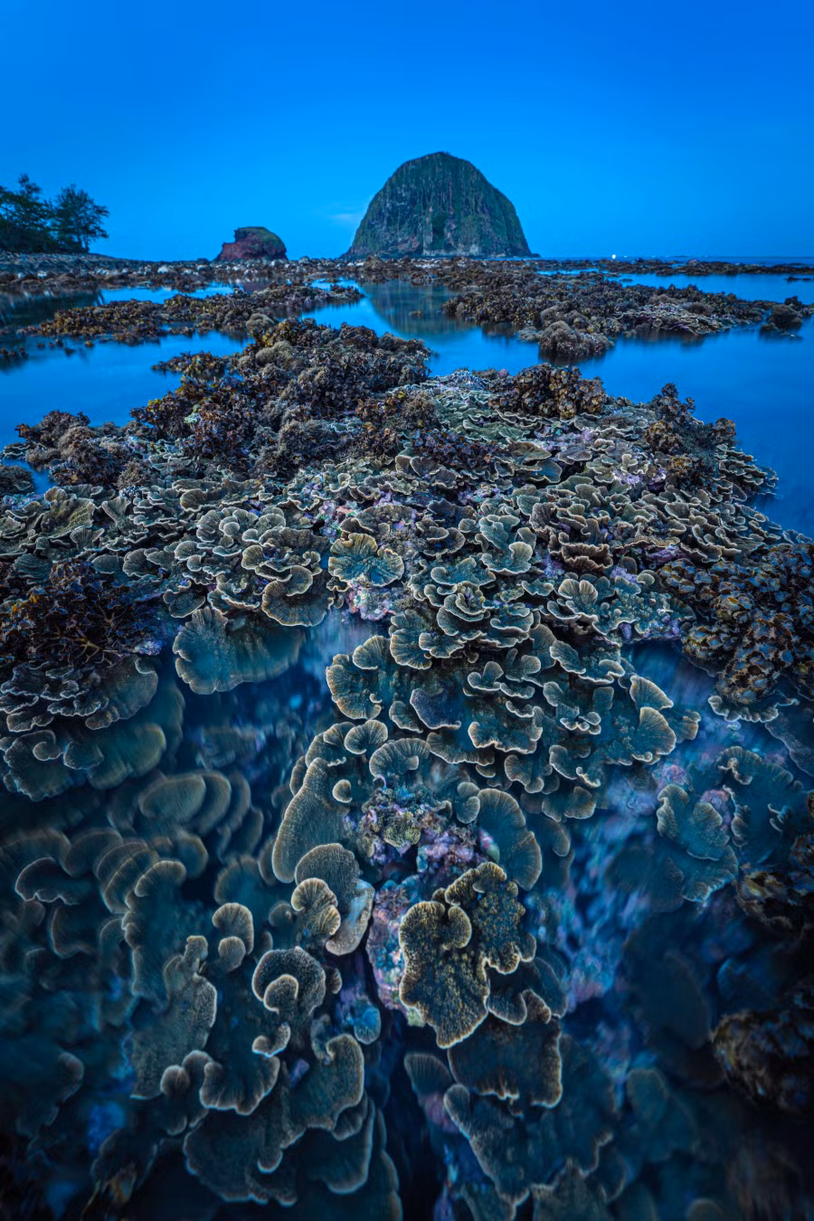 Du khách nên đến Hòn Yến vào buổi chiều đầu tháng hoặc giữa tháng âm lịch, lúc này nước biển rút dần để lộ ra những bãi đá trải dài miên man, những rạn san hô đầy màu sắc vô cùng sinh động lộ diện. Mỗi đợt nước xuống kéo dài khoảng 2 - 3 ngày nên bạn nhớ chú ý để không bỏ lỡ cơ hội tuyệt vời này khi chiêm ngưỡng mùa san hô "nở hoa" trên biển Hòn Yến.