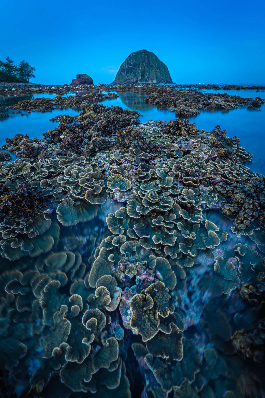 Du khách nên đến Hòn Yến vào buổi chiều đầu tháng hoặc giữa tháng âm lịch, lúc này nước biển rút dần để lộ ra những bãi đá trải dài miên man, những rạn san hô đầy màu sắc vô cùng sinh động lộ diện. Mỗi đợt nước xuống kéo dài khoảng 2 - 3 ngày nên bạn nhớ chú ý để không bỏ lỡ cơ hội tuyệt vời này khi chiêm ngưỡng mùa san hô &quot;nở hoa&quot; trên biển Hòn Yến.