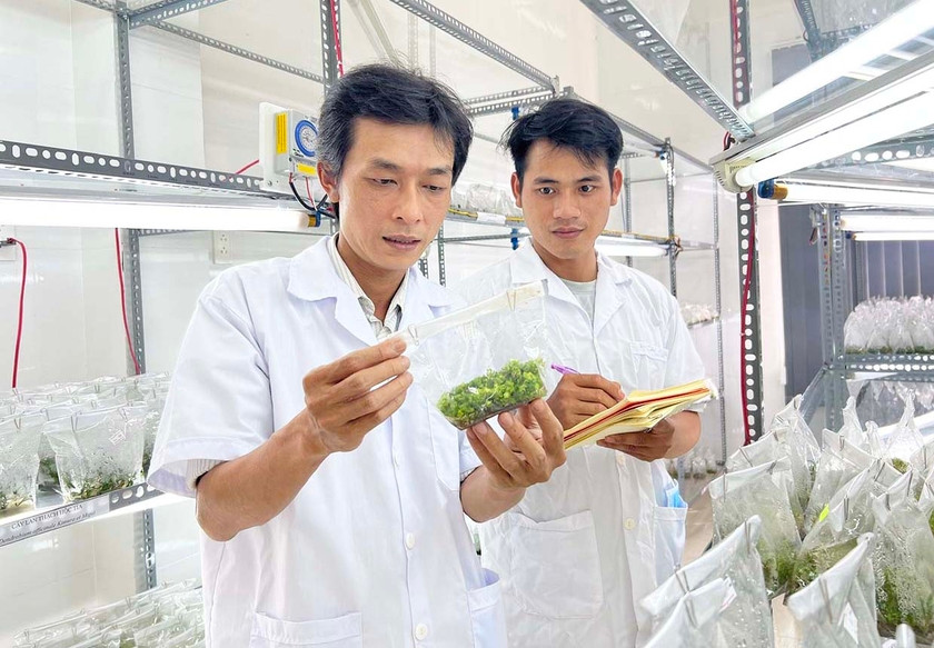 Cán bộ Phòng Nghiên cứu-Triển khai (Trung tâm Ứng dụng tiến bộ khoa học và công nghệ, Sở Khoa học và Công nghệ) kiểm tra các sản phẩm cấy mô trong phòng thí nghiệm. Ảnh: Phan Lài Cán bộ Phòng Nghiên cứu-Triển khai (Trung tâm Ứng dụng tiến bộ khoa học và công nghệ, Sở Khoa học và Công nghệ) kiểm tra các sản phẩm cấy mô trong phòng thí nghiệm. Ảnh: Phan Lài