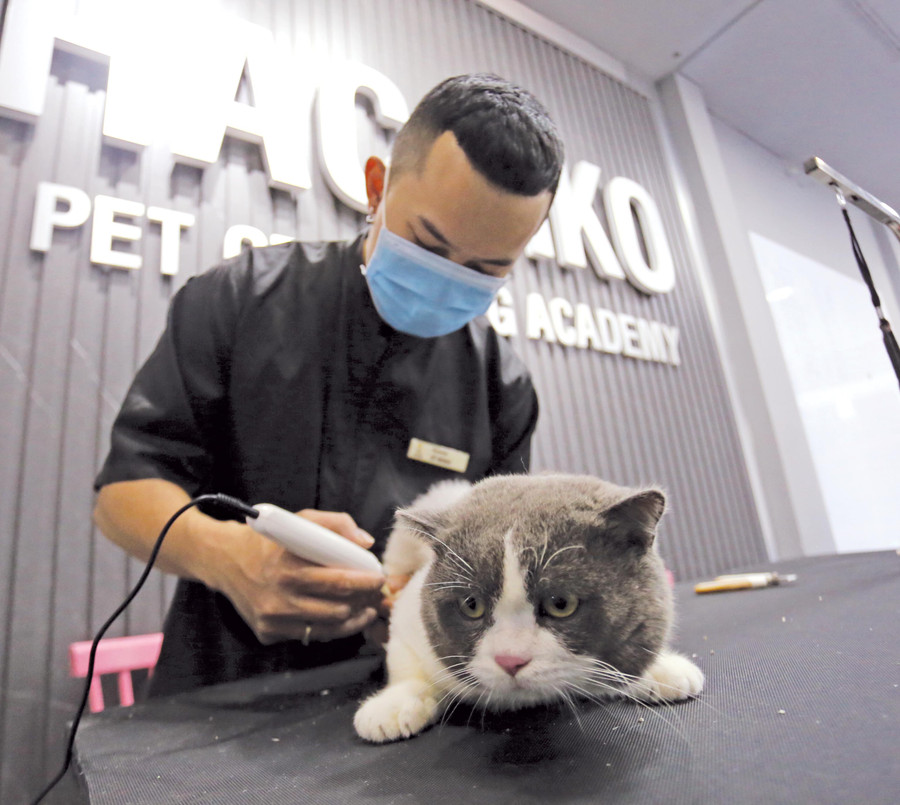 Mèo thường xuyên được chủ nuôi đưa đi spa. Ảnh: Văn Ngọc